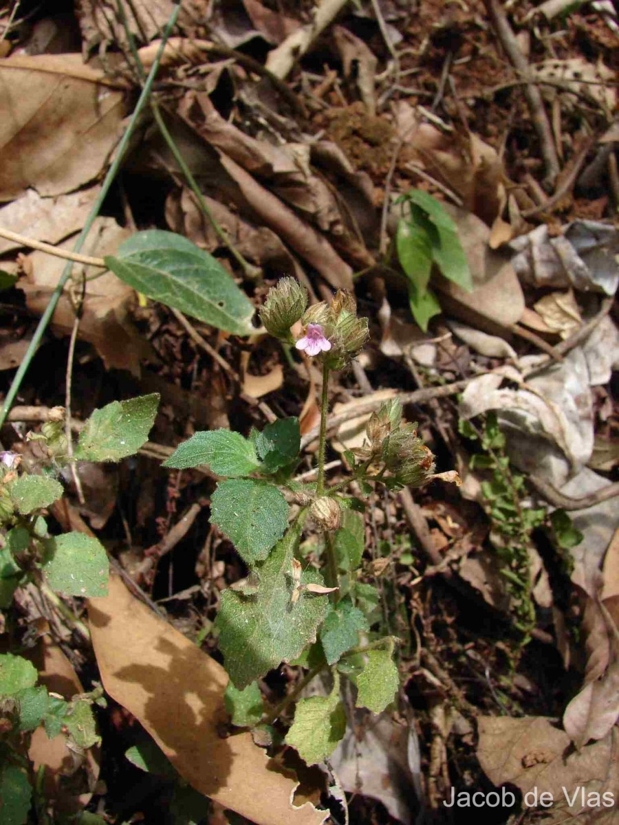 Lepidagathis fasciculata (Retz.) Nees